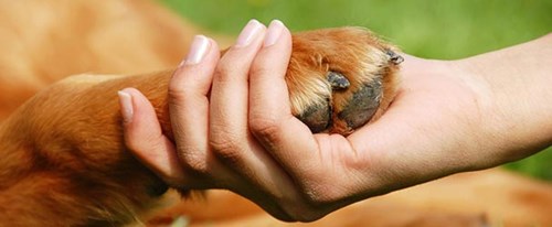 Pet rescue and forever homes