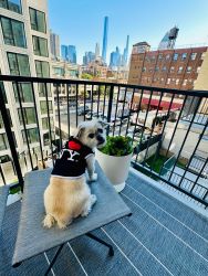 Umbraco.Web.PublishedModels.Image.AltText