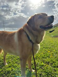 Umbraco.Web.PublishedModels.Image.AltText