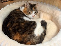 Umbraco.Web.PublishedModels.Image.AltText