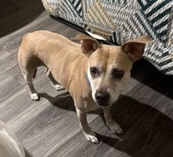 Umbraco.Web.PublishedModels.Image.AltText