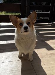 Umbraco.Web.PublishedModels.Image.AltText