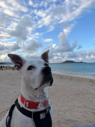 Umbraco.Web.PublishedModels.Image.AltText
