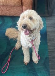 Umbraco.Web.PublishedModels.Image.AltText