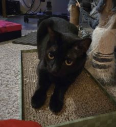 Umbraco.Web.PublishedModels.Image.AltText