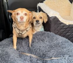 Umbraco.Web.PublishedModels.Image.AltText