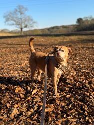 Umbraco.Web.PublishedModels.Image.AltText