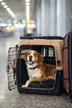 Dog in crate
