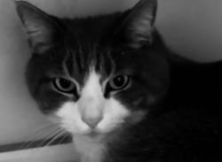 Umbraco.Web.PublishedModels.Image.AltText