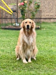 Umbraco.Web.PublishedModels.Image.AltText