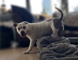 Umbraco.Web.PublishedModels.Image.AltText