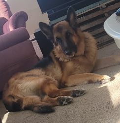 Umbraco.Web.PublishedModels.Image.AltText